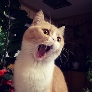 农村女人日起舒服
